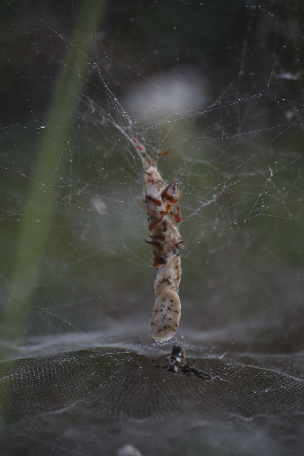 La Cyrtophora citricola: il ragno ingegnere